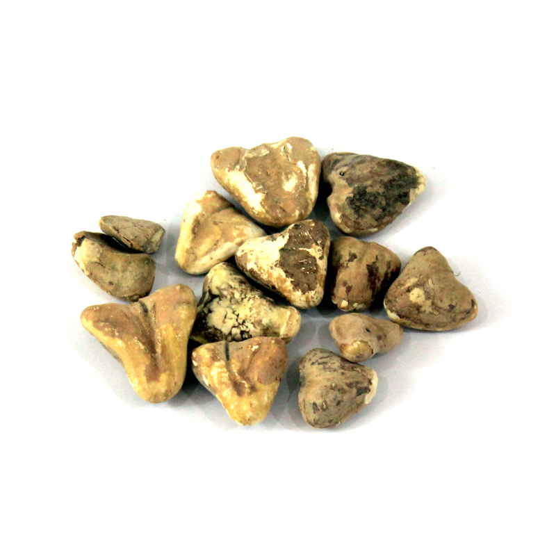 Dried Water Chestnuts | سنگھاڑہ خشک