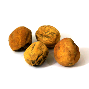 Bitter Apple | شیم حنظل