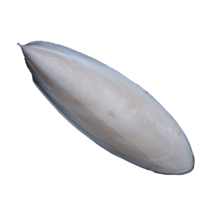 Cuttlefish Bone | سمندر جھاگ