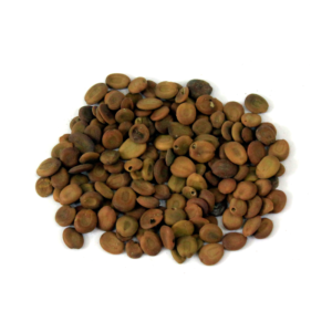 Lebbek Tree Seeds | تُخم سرس