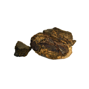 Indian Tree Turmeric | رسوت انڈیا