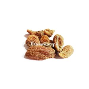 Saleb Misri | ثعلب مصری